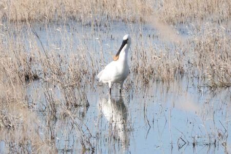 Exkursion mit Vogelwanderung