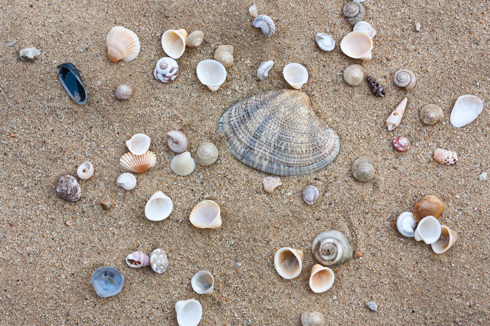 Nationaler Tag des Muschelzählens