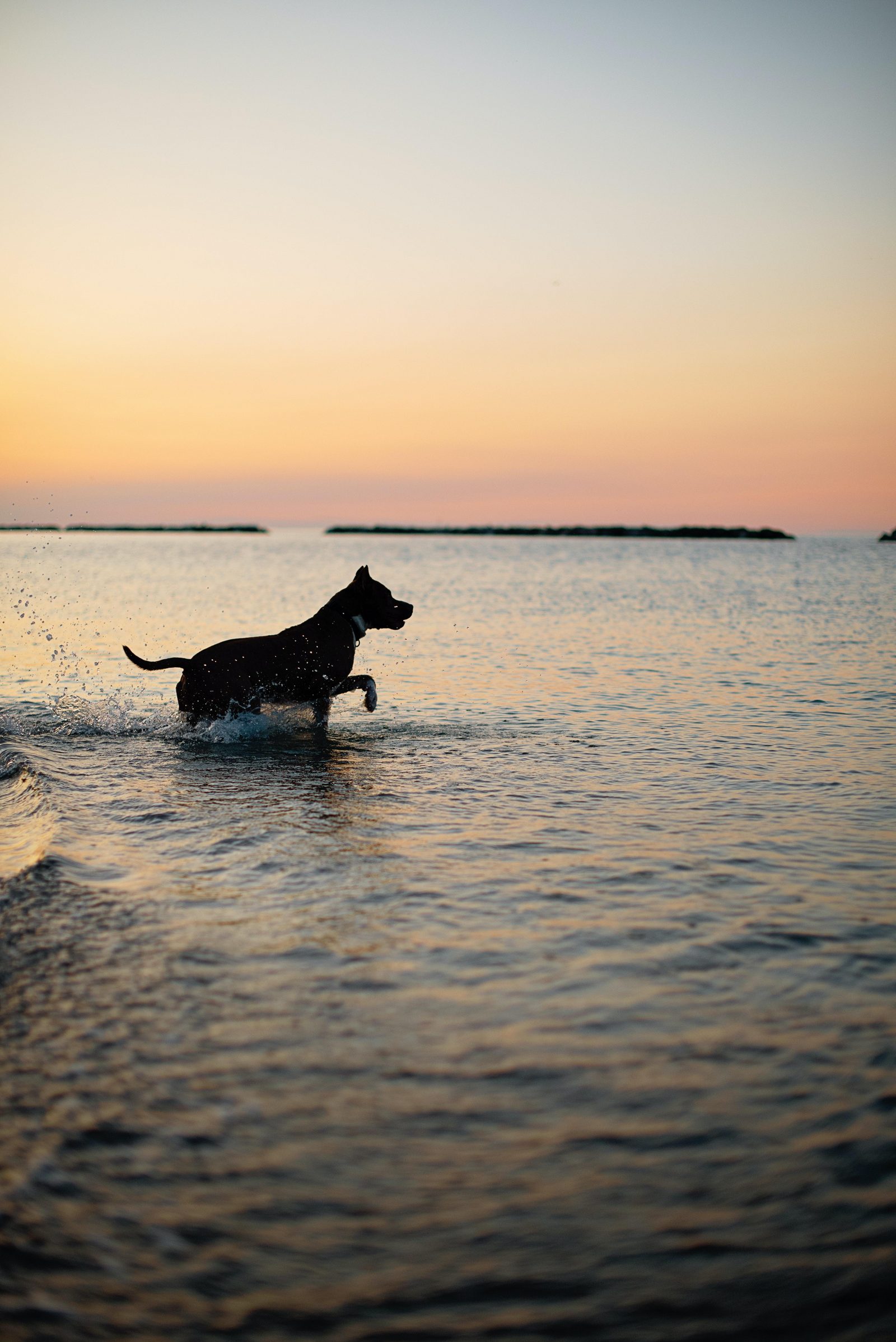 Dog spa