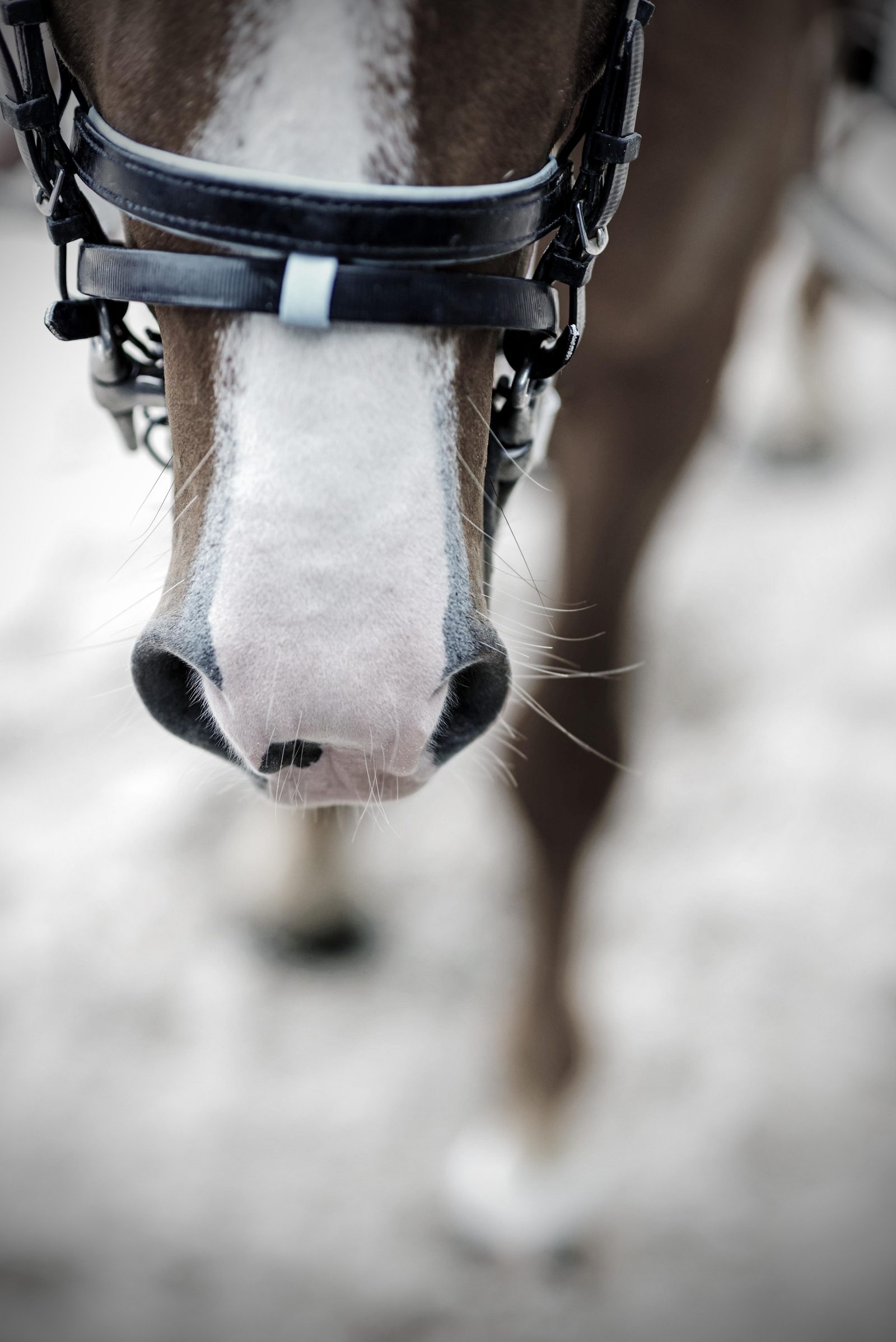 Horse riding