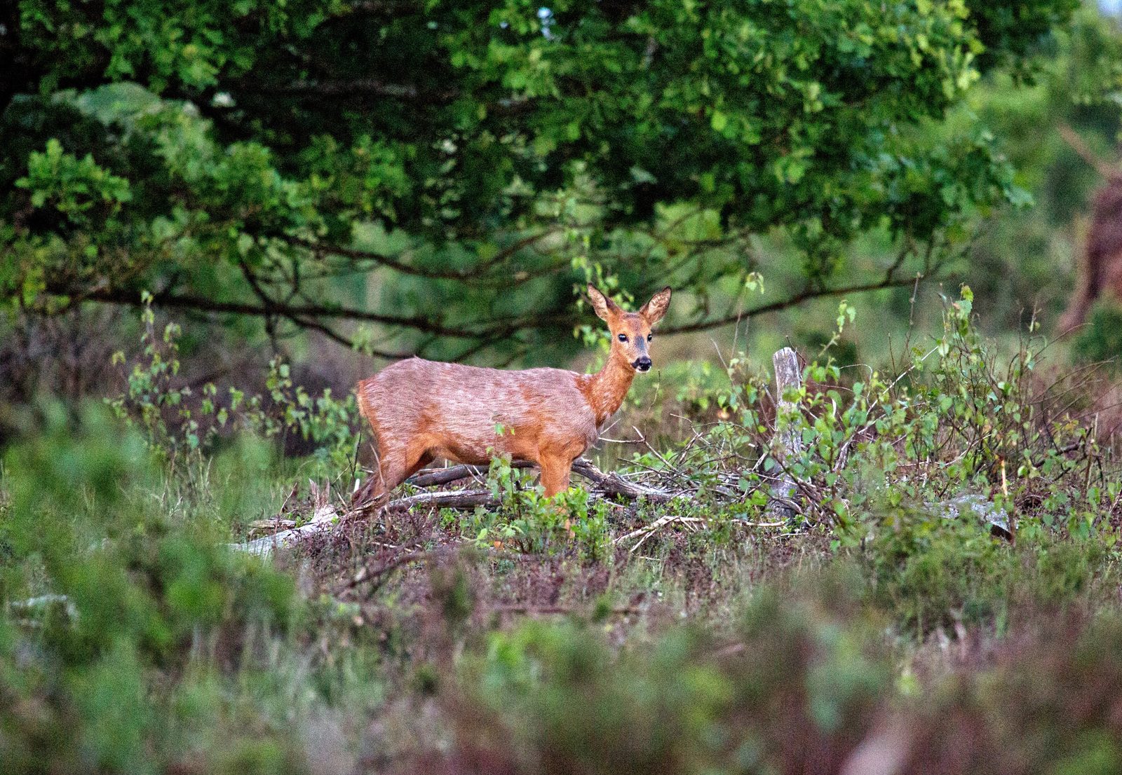 Nationalpark De Sallandse Heuvelrug