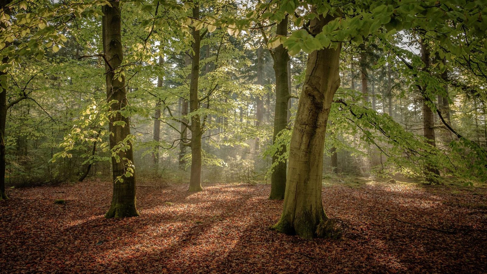 Nationalpark De Sallandse Heuvelrug