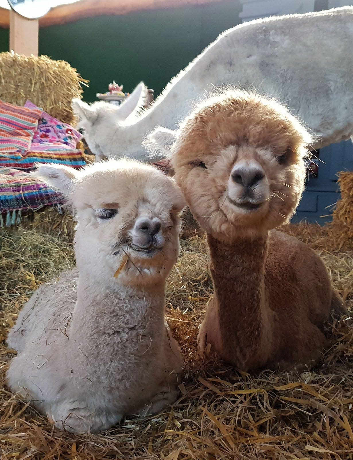 Alpacaboerderij Lemelerveld