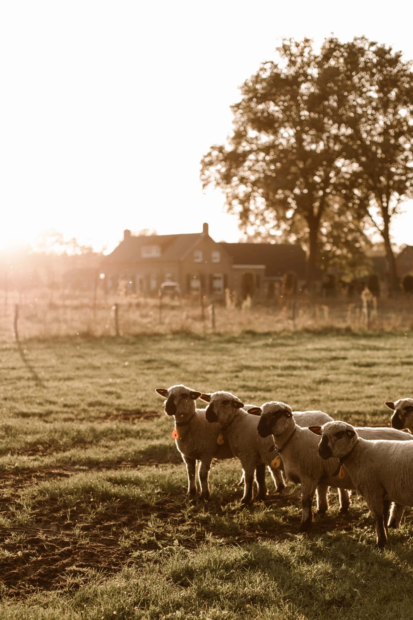 De natuur in