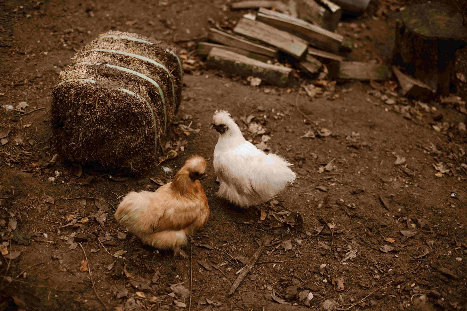 The farm