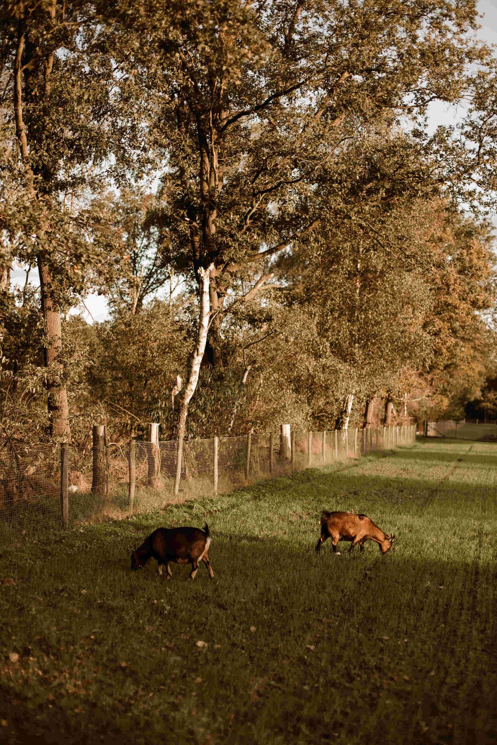 The farm