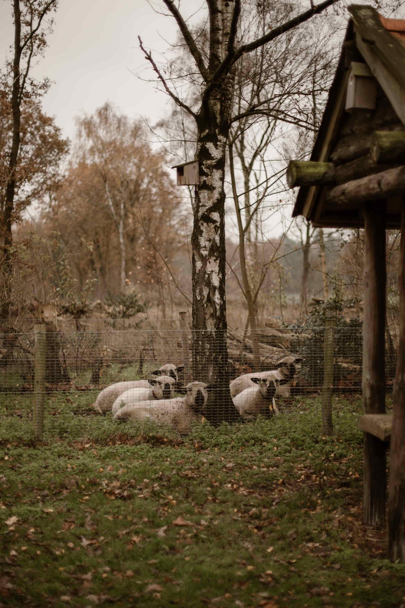 The farm