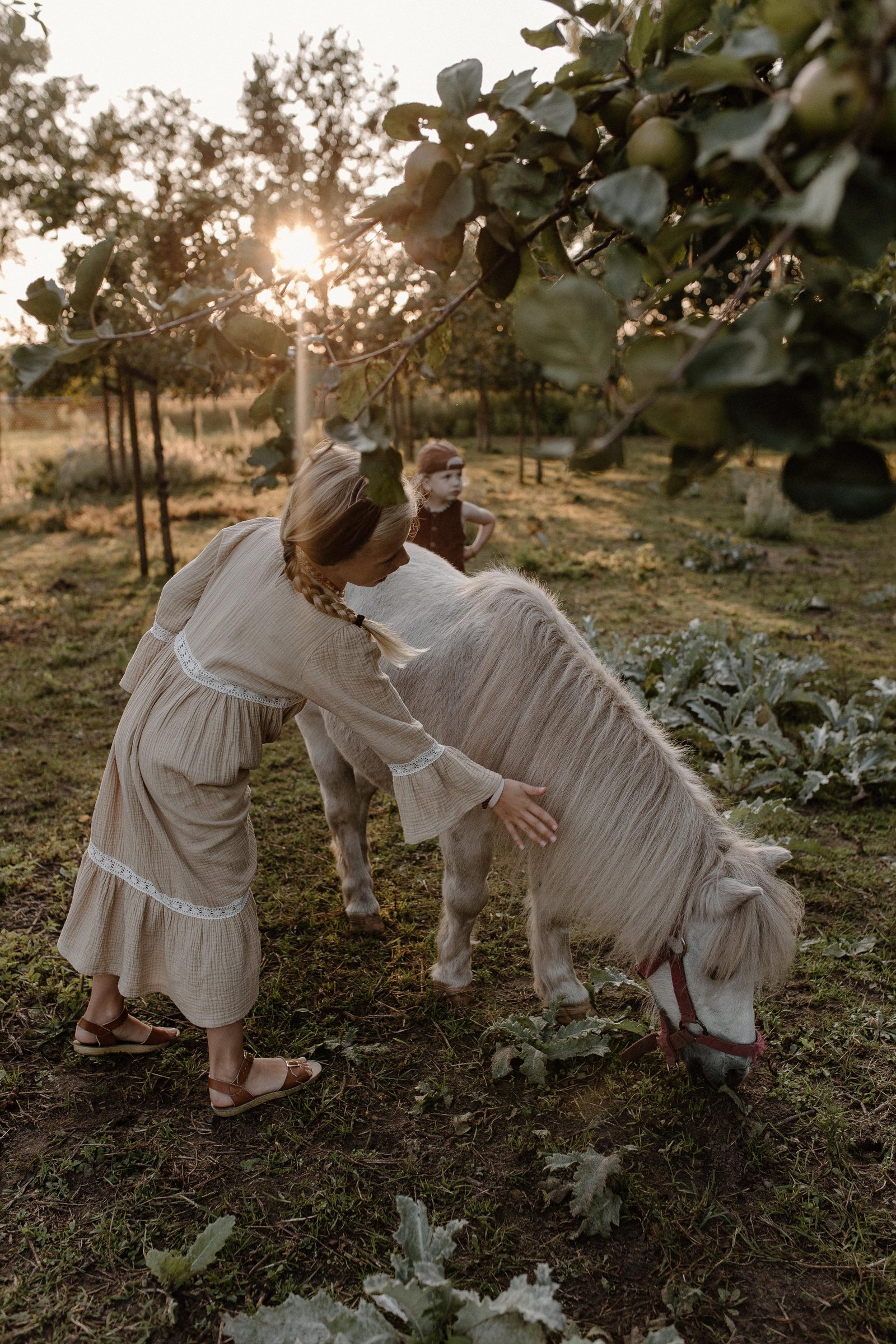 The farm