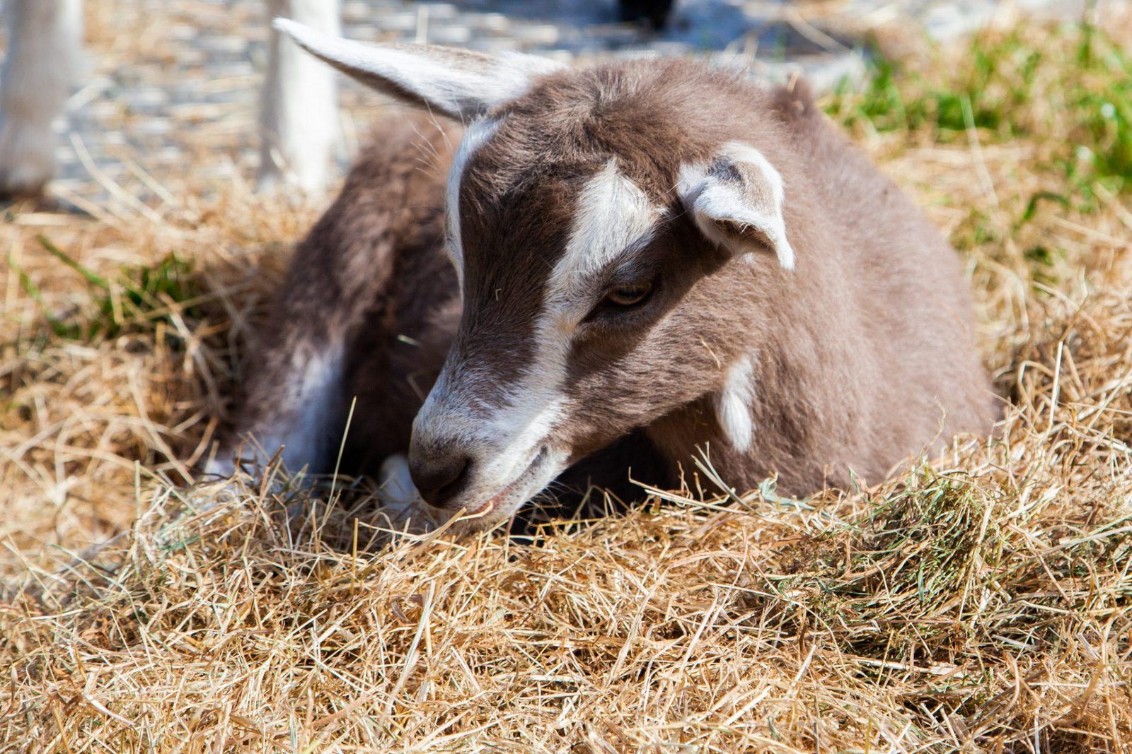 Kinderboerderij DeKibo