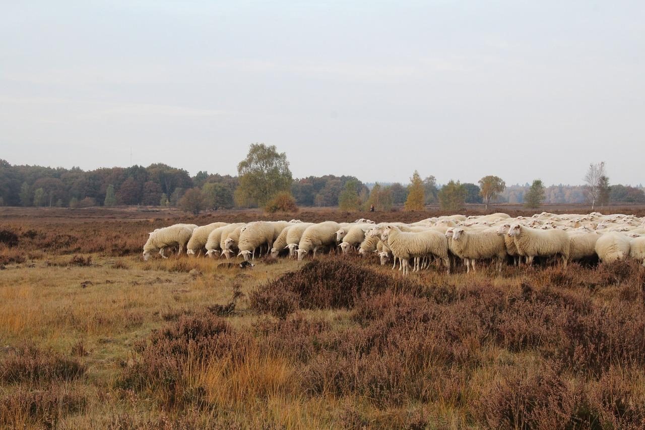 Hoge Veluwe