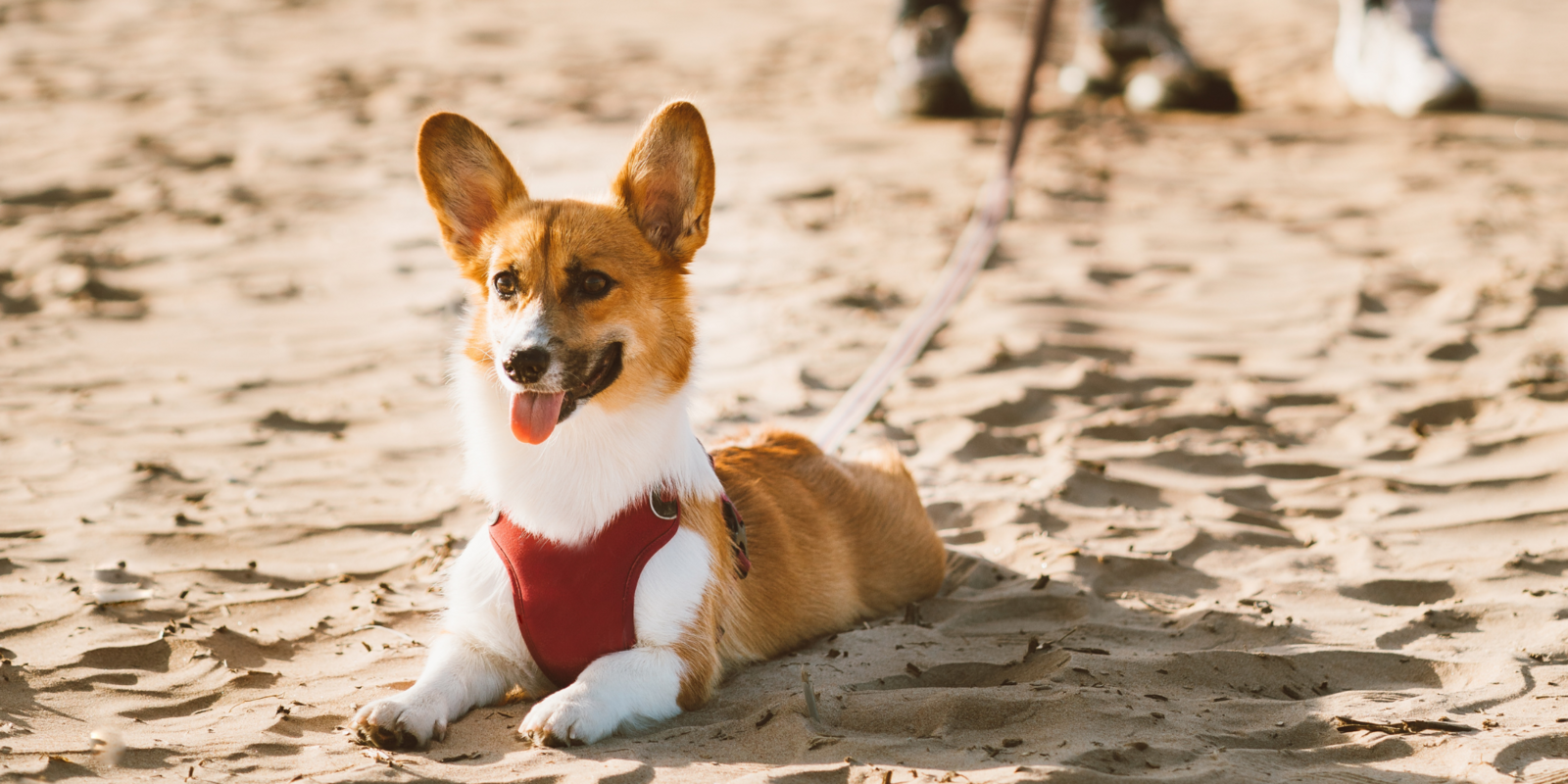  Hunde am Strand in Middelkerke