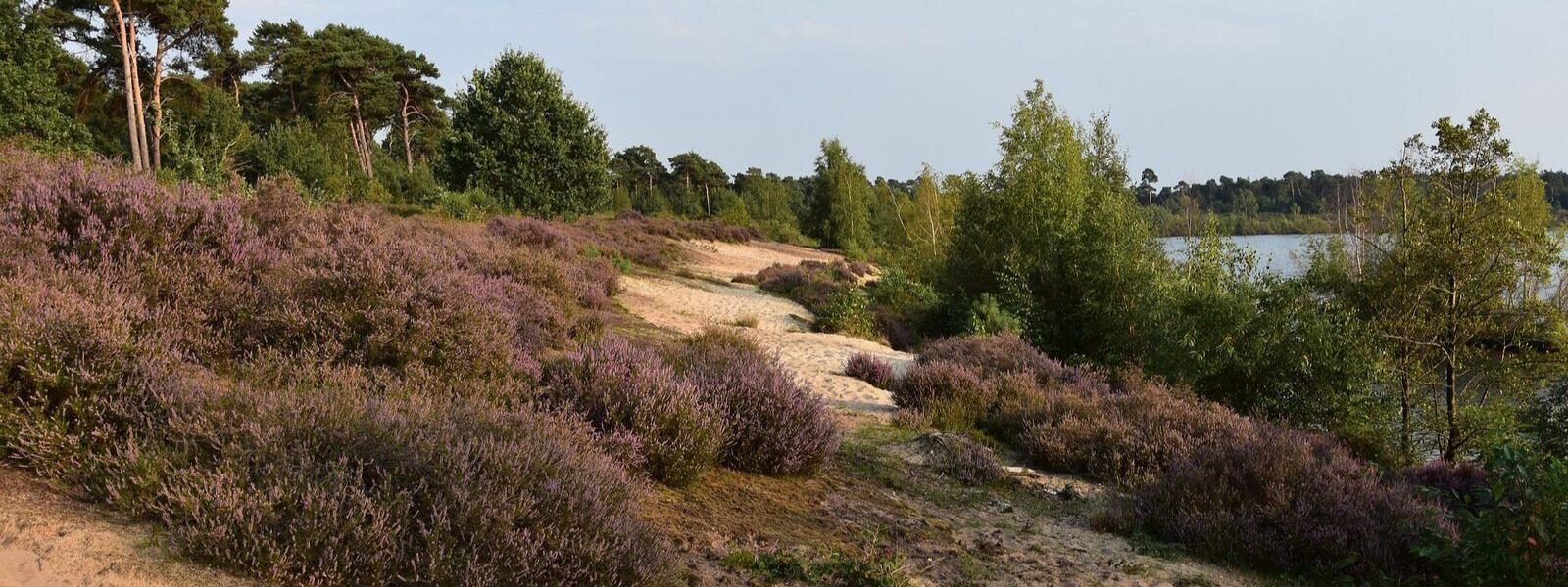 Maasduinen near Resort Leukermeer