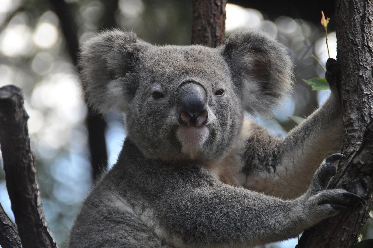 koalas