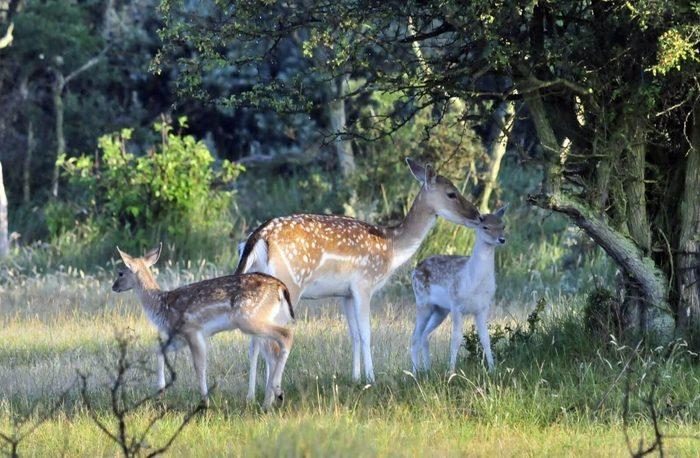 Amsterdamse Waterleidingduinen