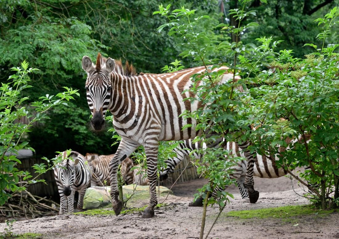 Tierpark Nordhorn