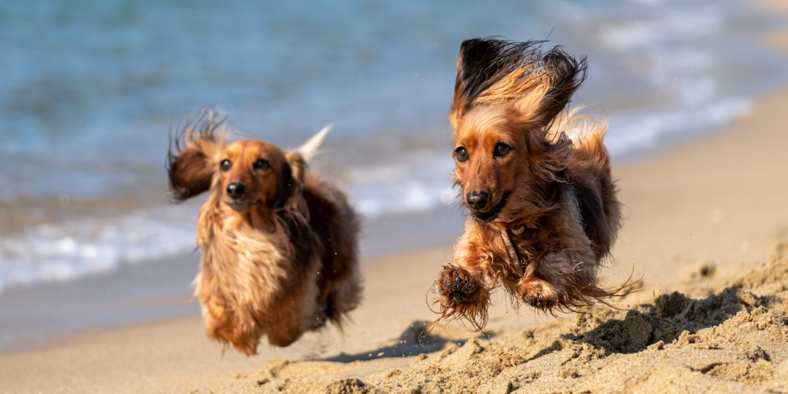 Honden Aan Het Strand Blankenberge