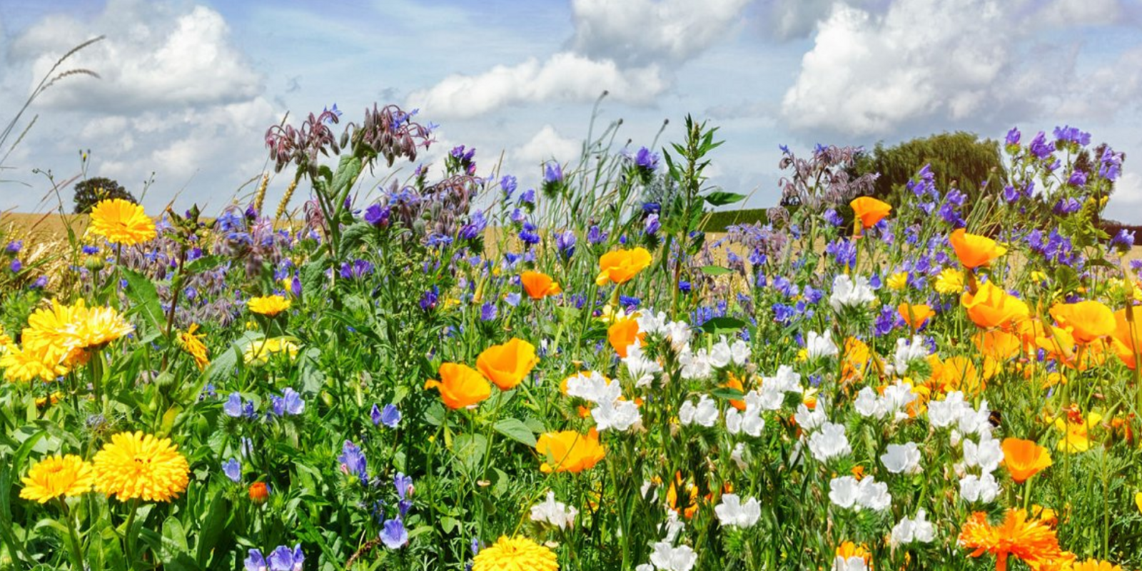 Bloemen Pluktuin Essenhoeve