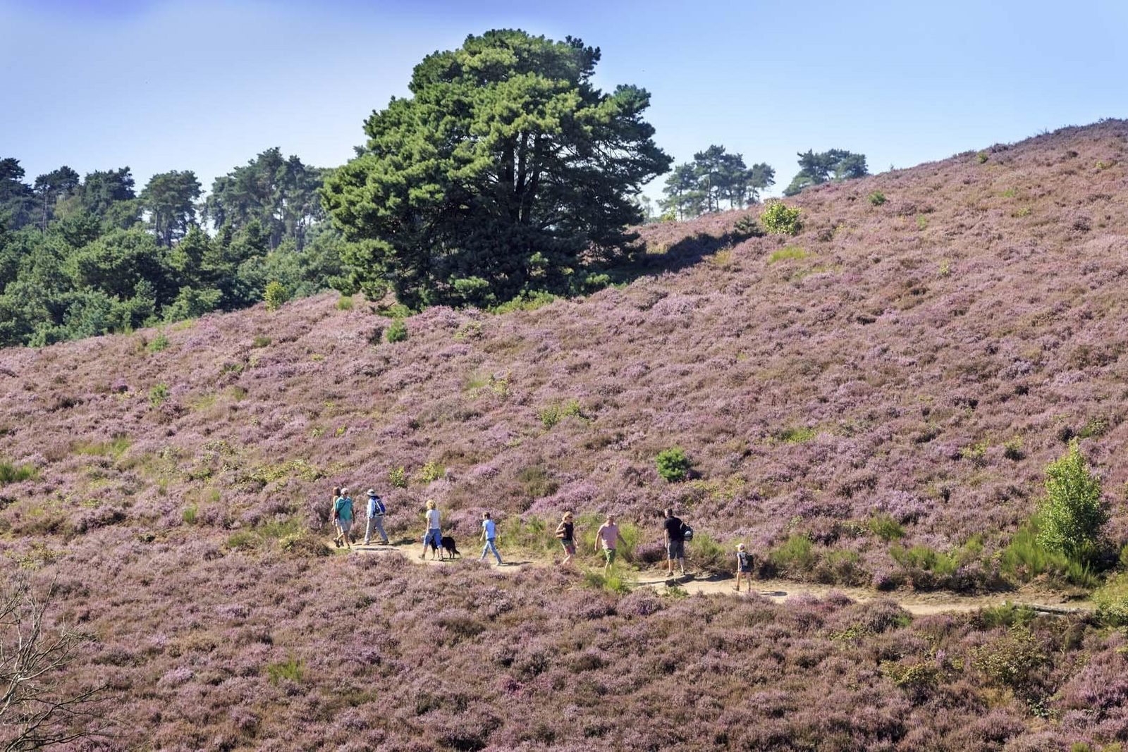 The Veluwe