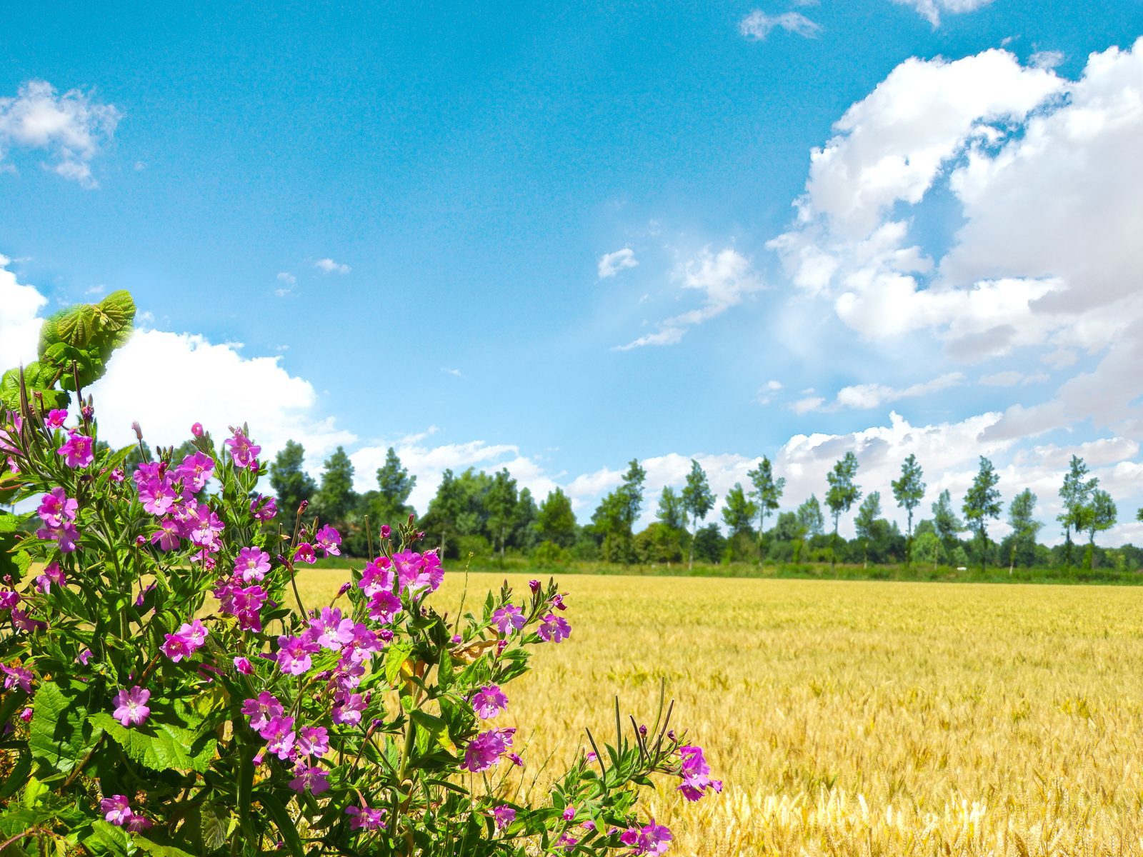 Holiday homes Vrouwenpolder