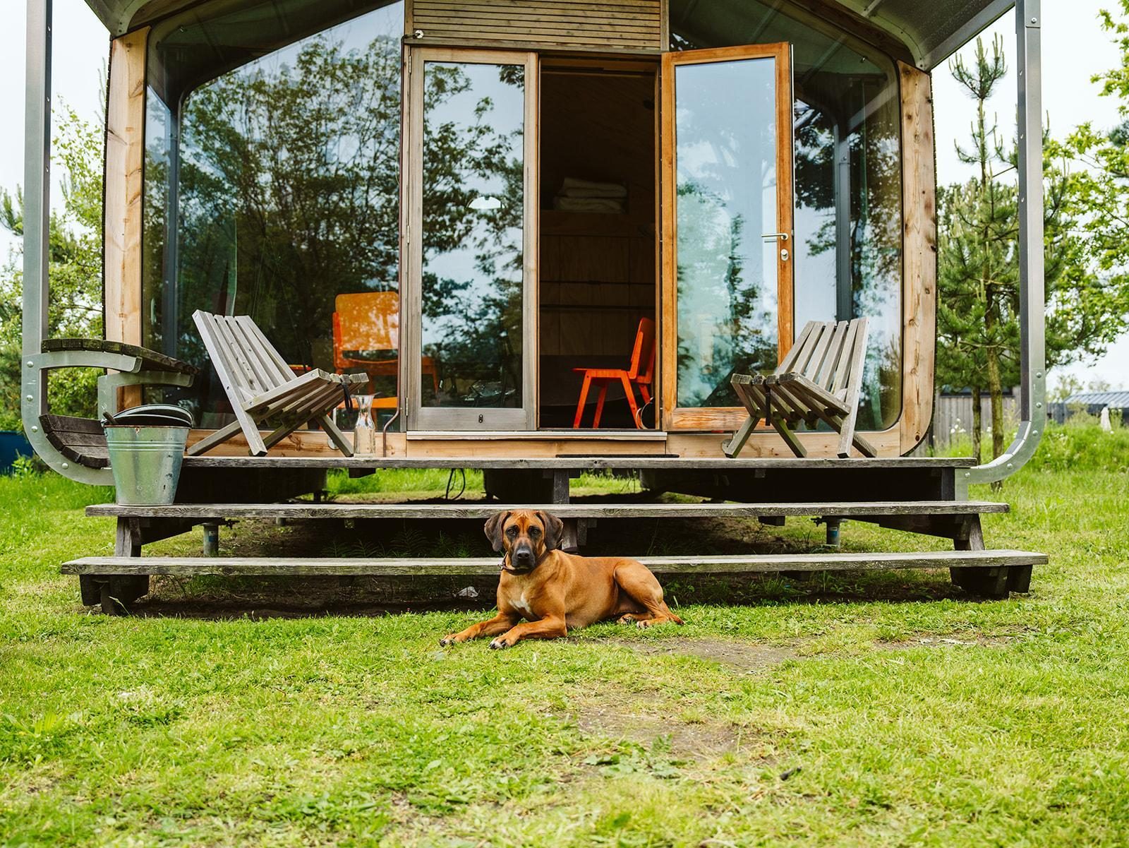 Vacation with dog by the sea