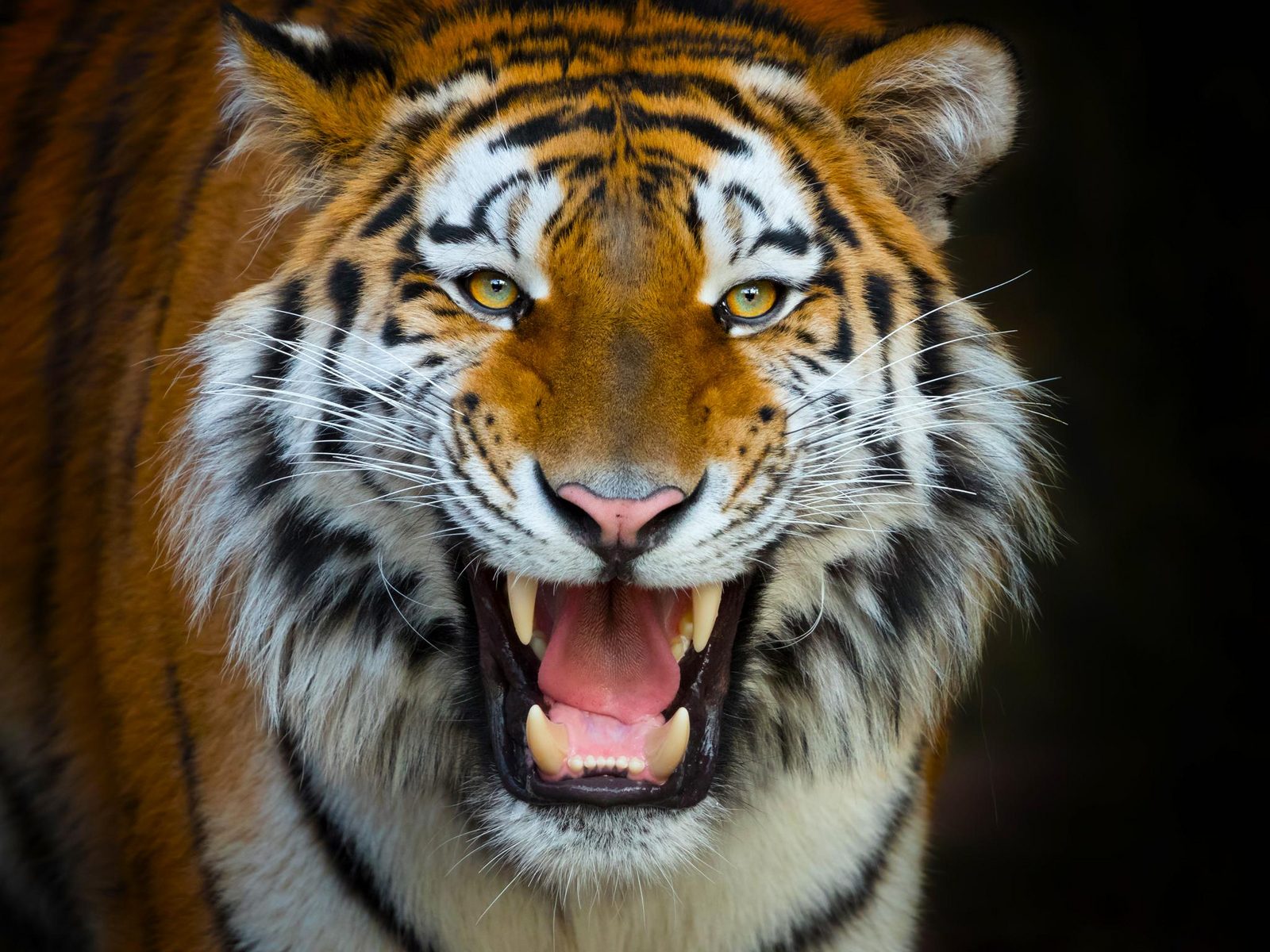 Primer plano de un tigre de Bengala en Terra Natura Benidorm