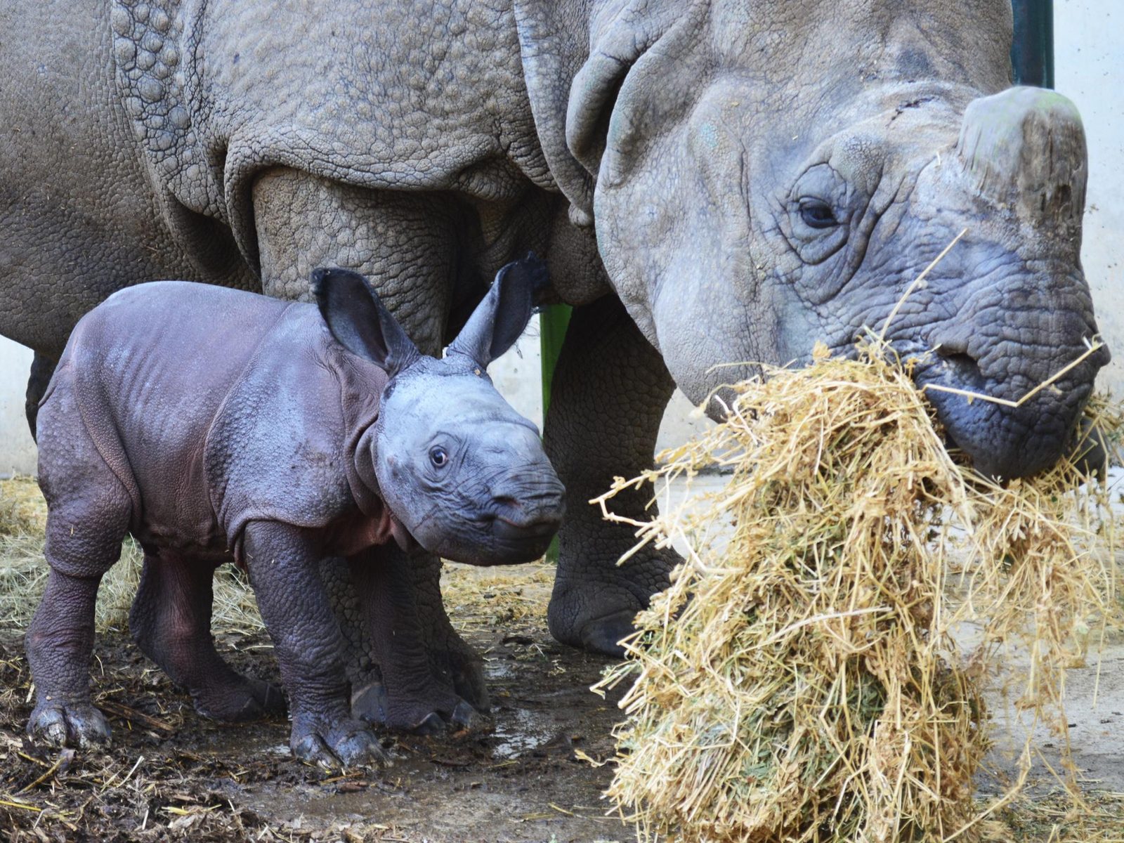 Madre rinoceronte con cría de rinoceronte en Terra Natura Benidorm