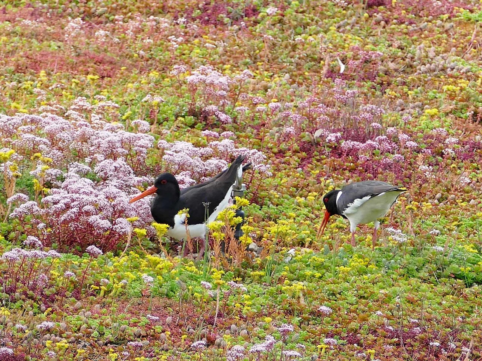 Duurzaam? Natuurlijk!