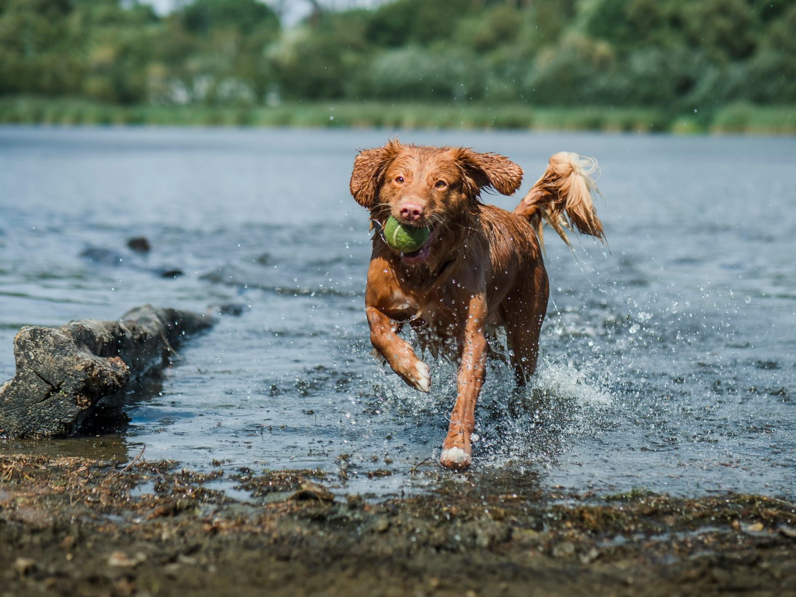 Hundefreundliche Wasservilla