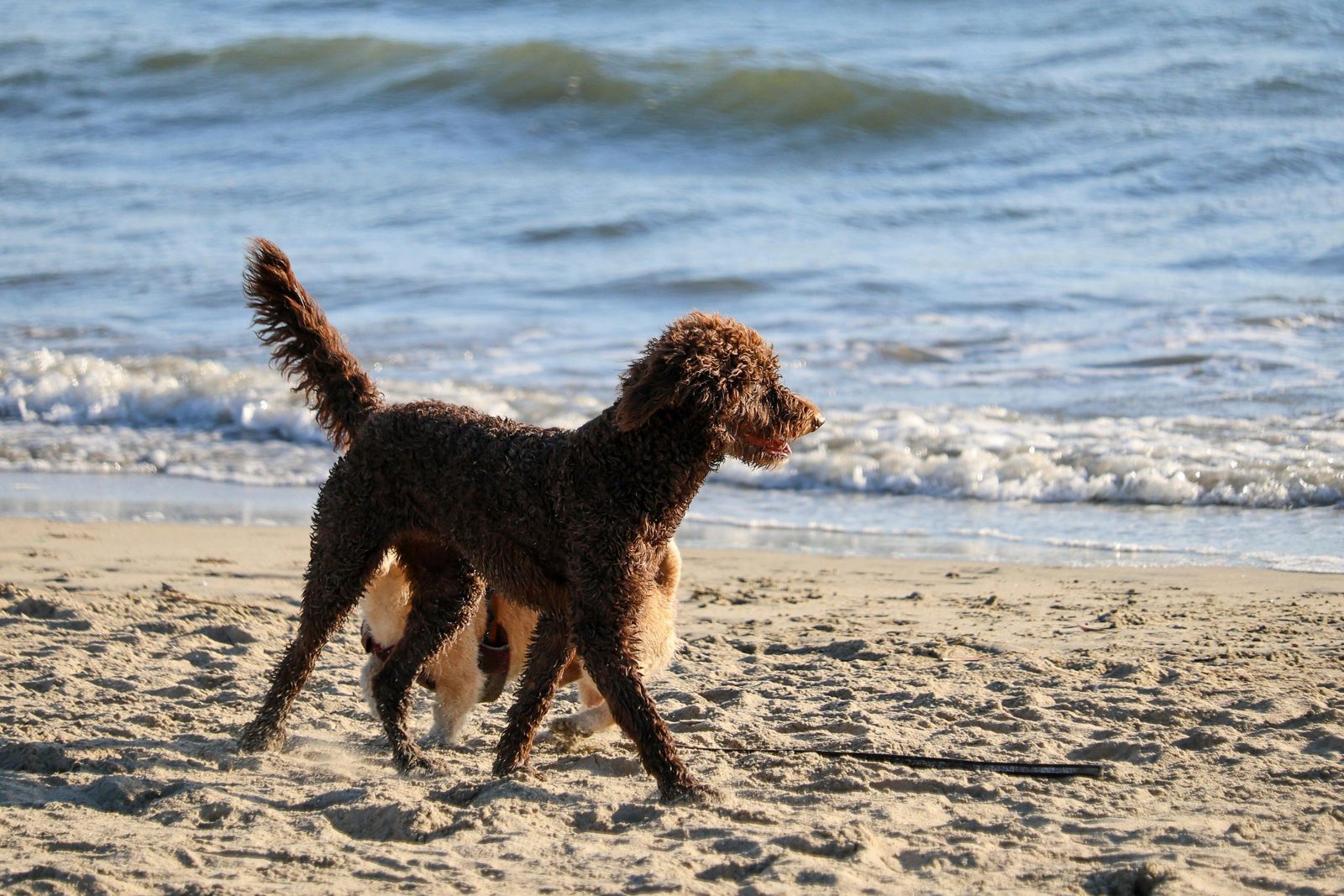 Take a walk dog beach Zeeland