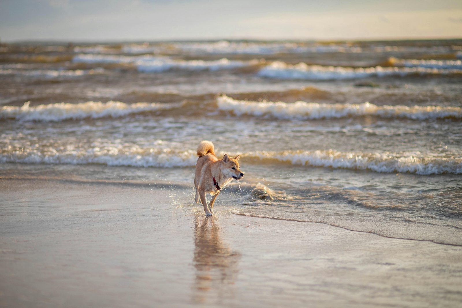 Seaside holiday with dog