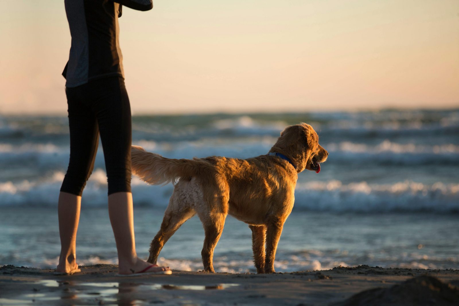 Weekend getaway Zeeland dog beach