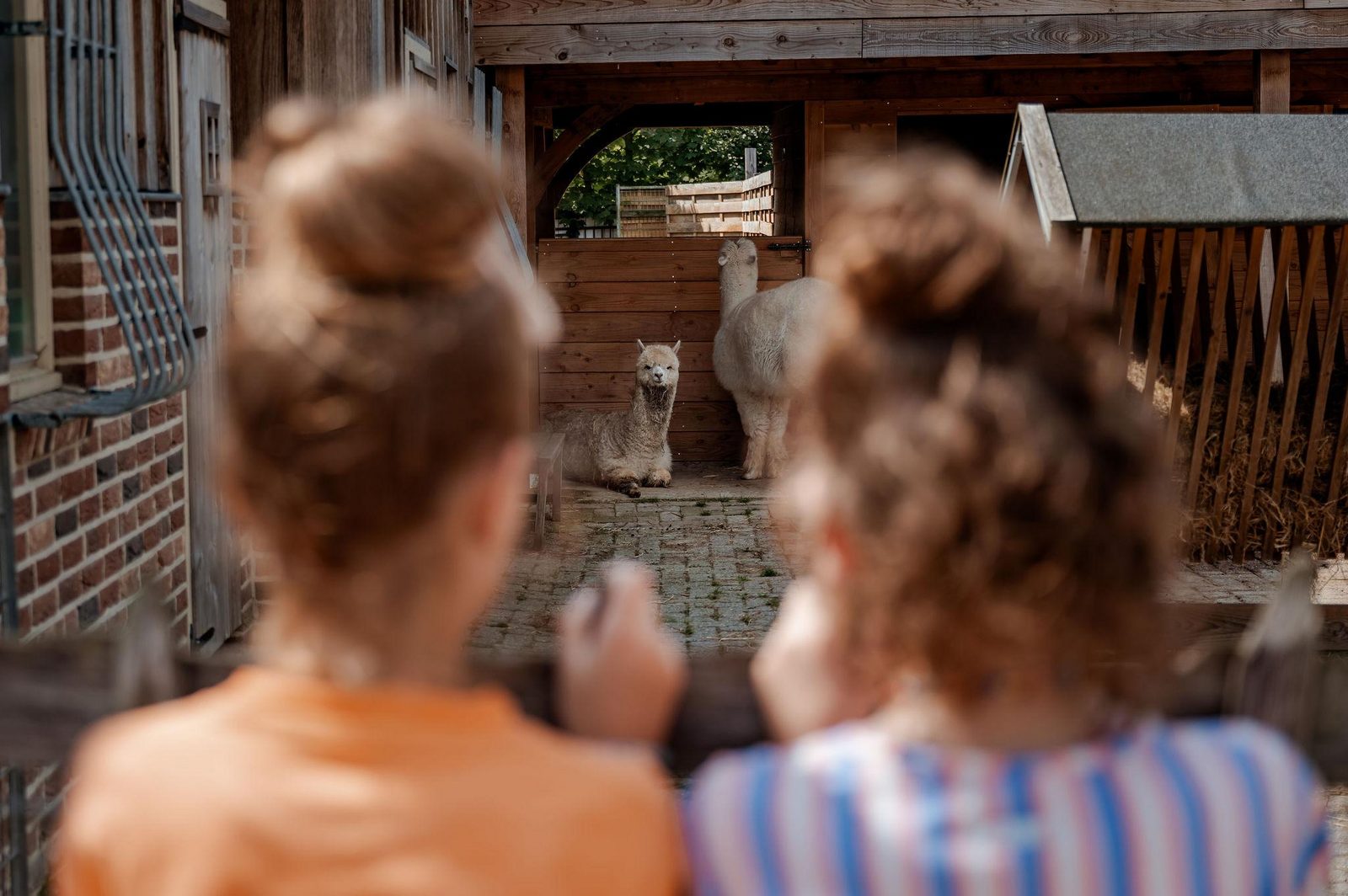 Dieren knuffelen op onze kinderboederij