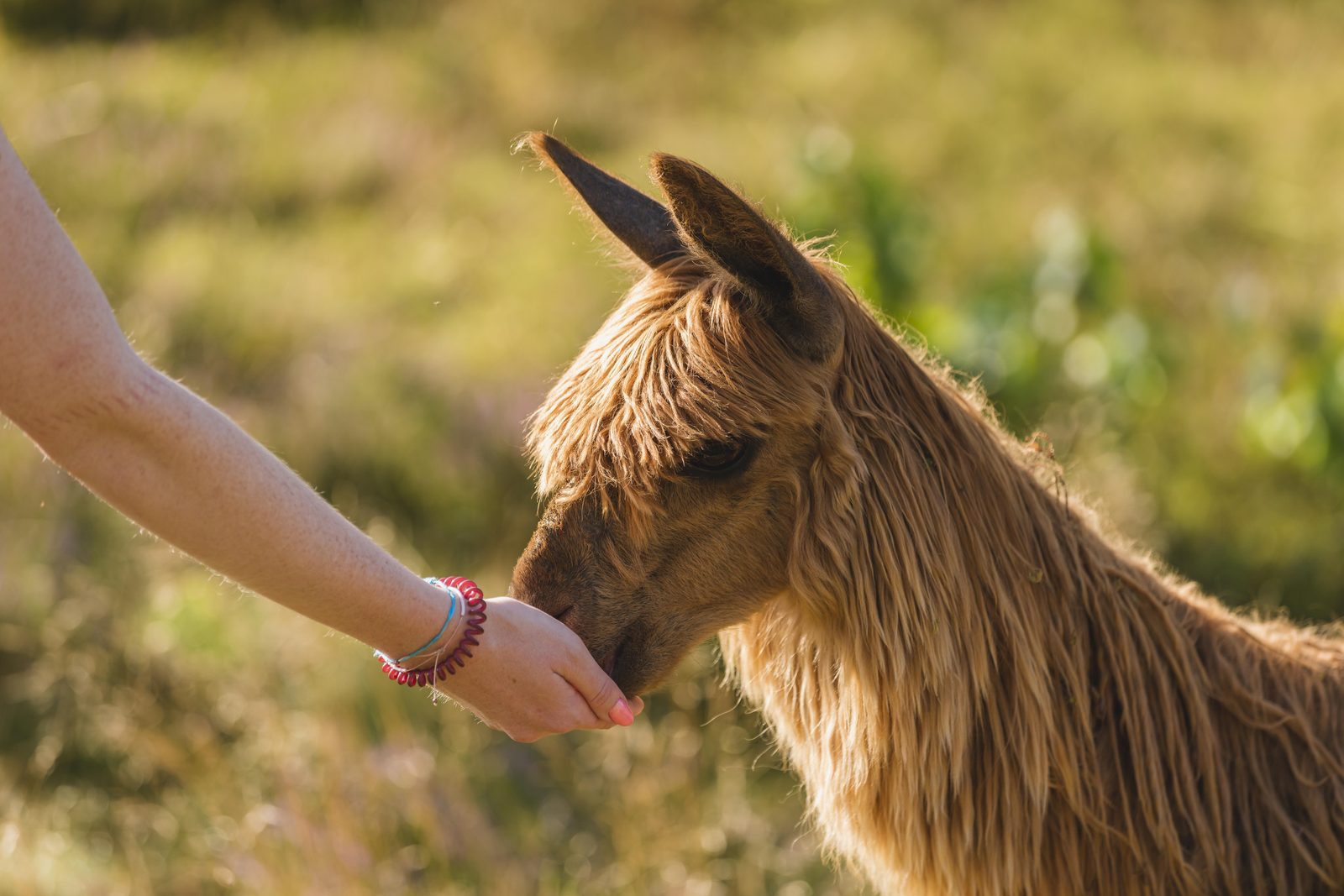 Alpaca boerderij Wilsumer Berge