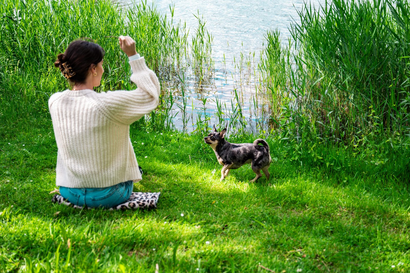 Dog holiday Holland