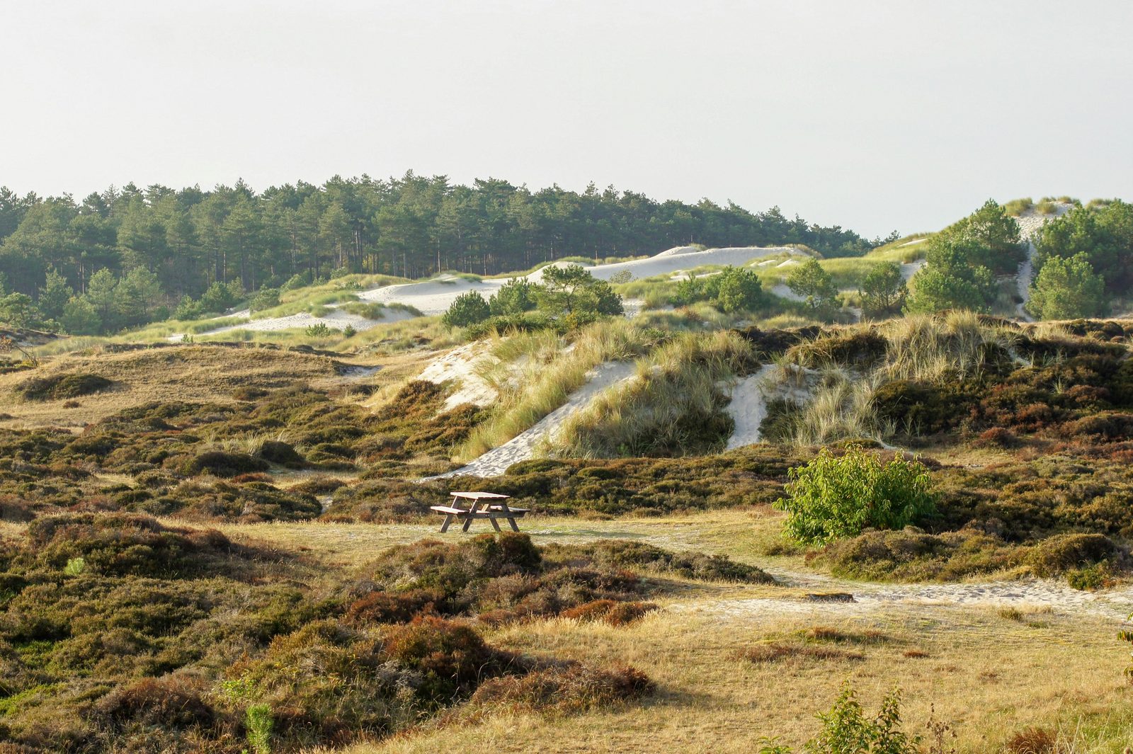 Schoorl, North of Holland