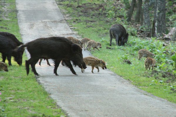 Nationalpark Hoge Veluwe