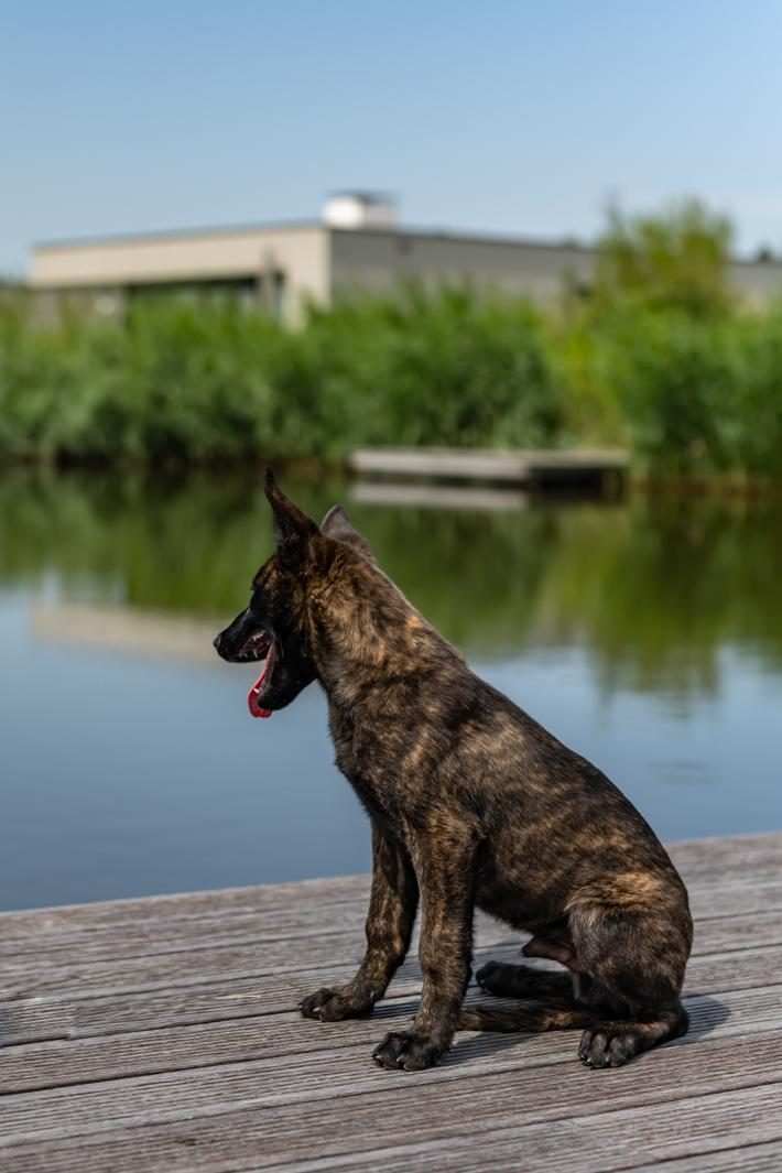 Holiday villa with dog 