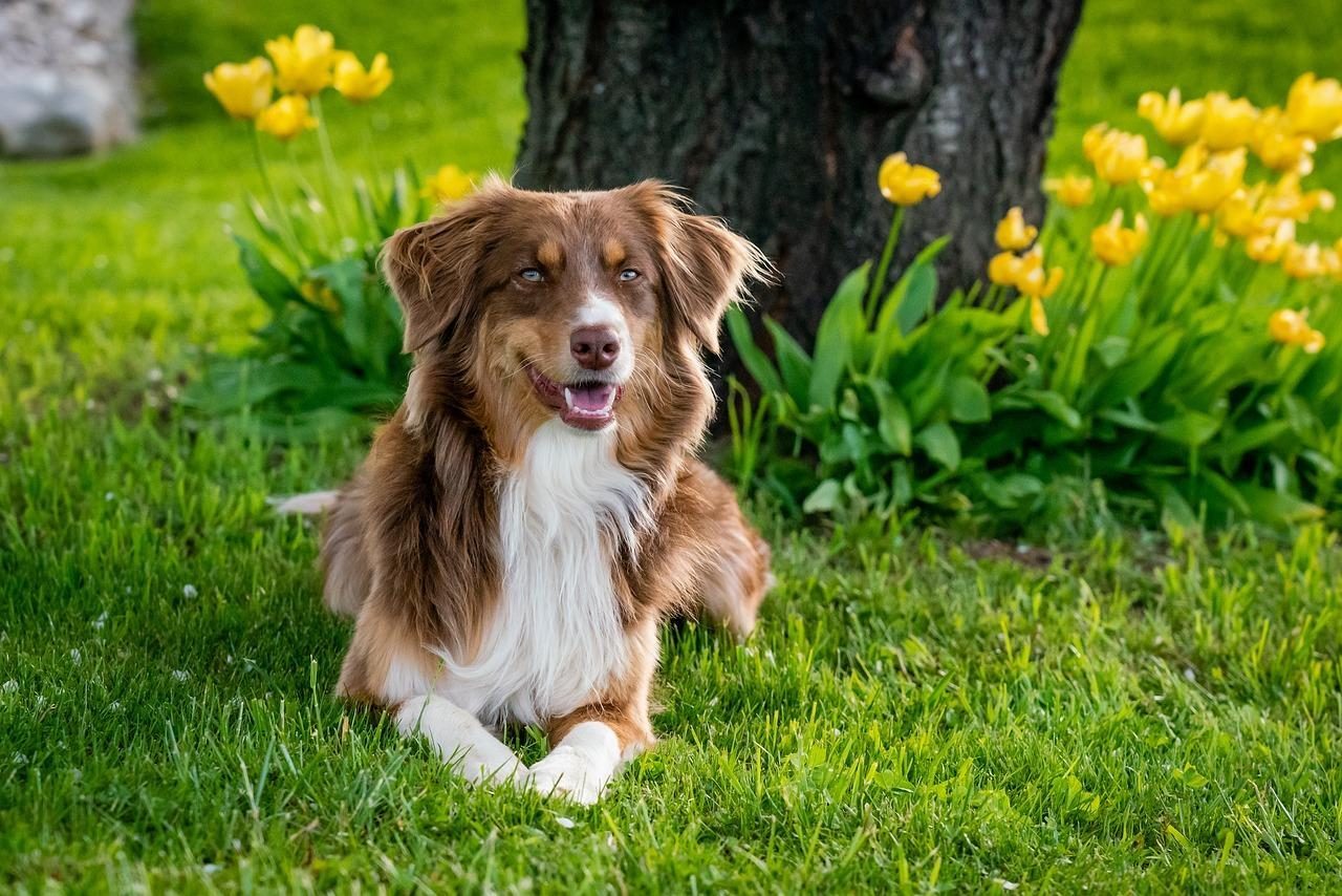 Holiday park with dog