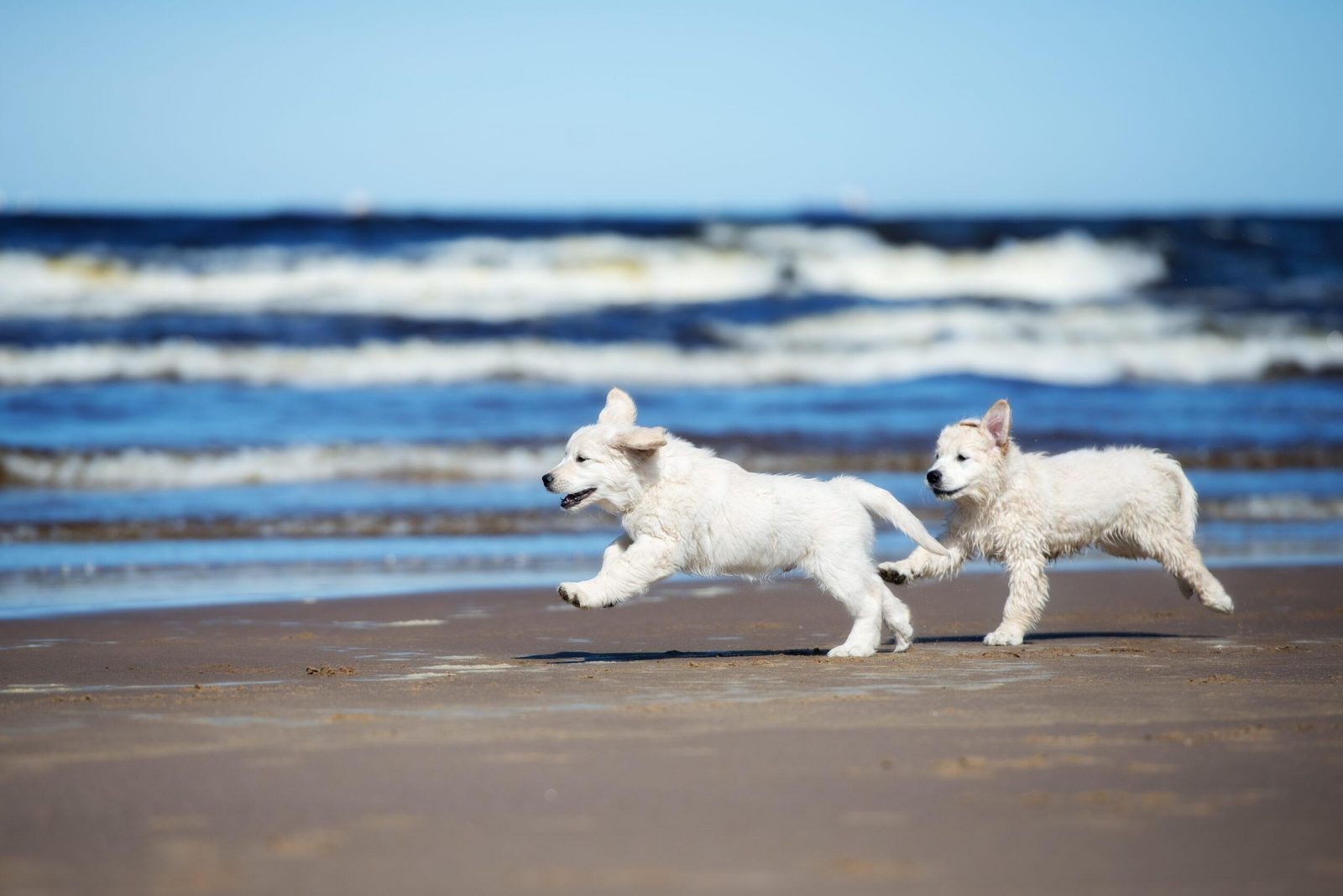 Taking your dog to the sea all year round