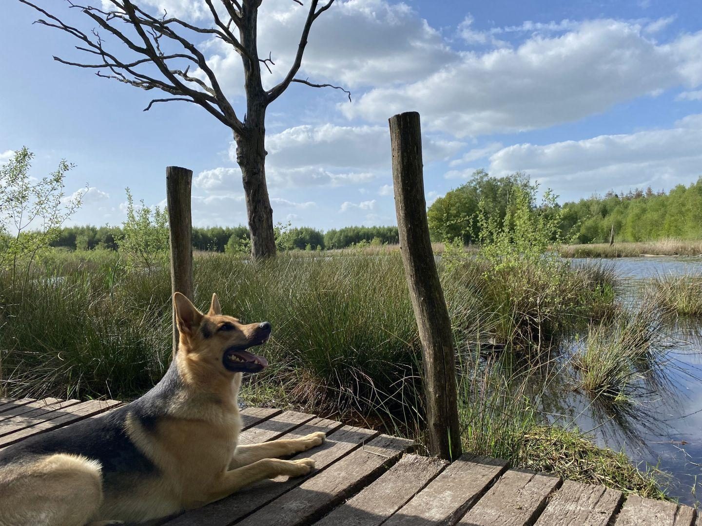 Honden welkom