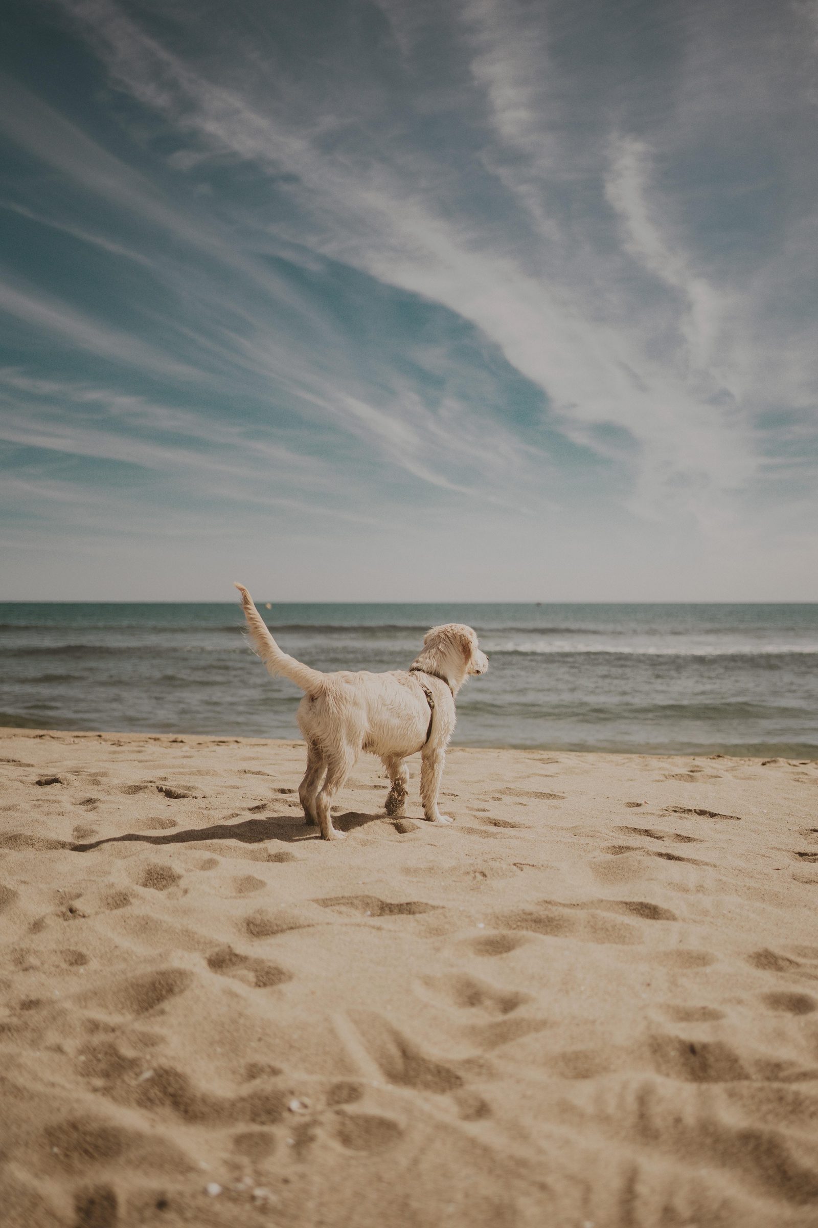 Vakantie met je hond? 3x de leukste plekjes!