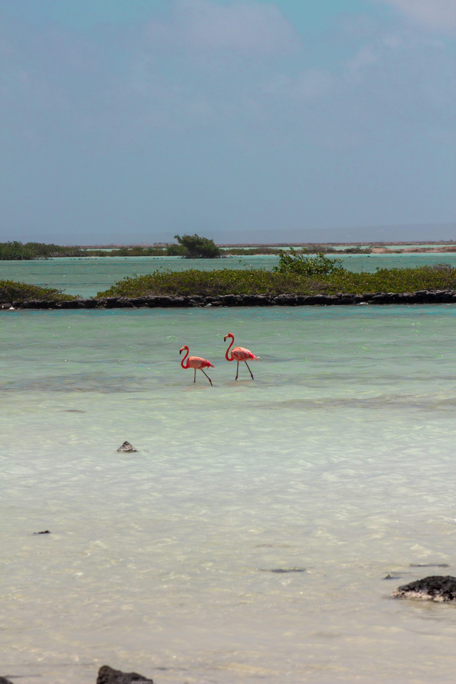 Wild flamingos on Bonaire