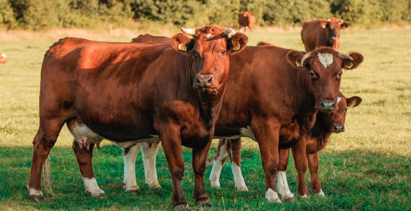 Kinderboerderij Ommen