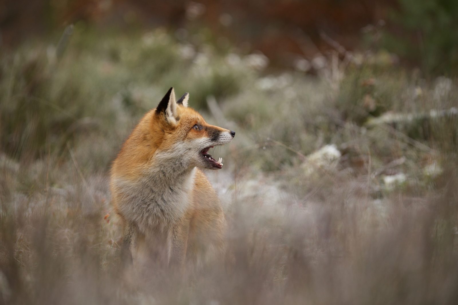 Wildlife in the Veluwe