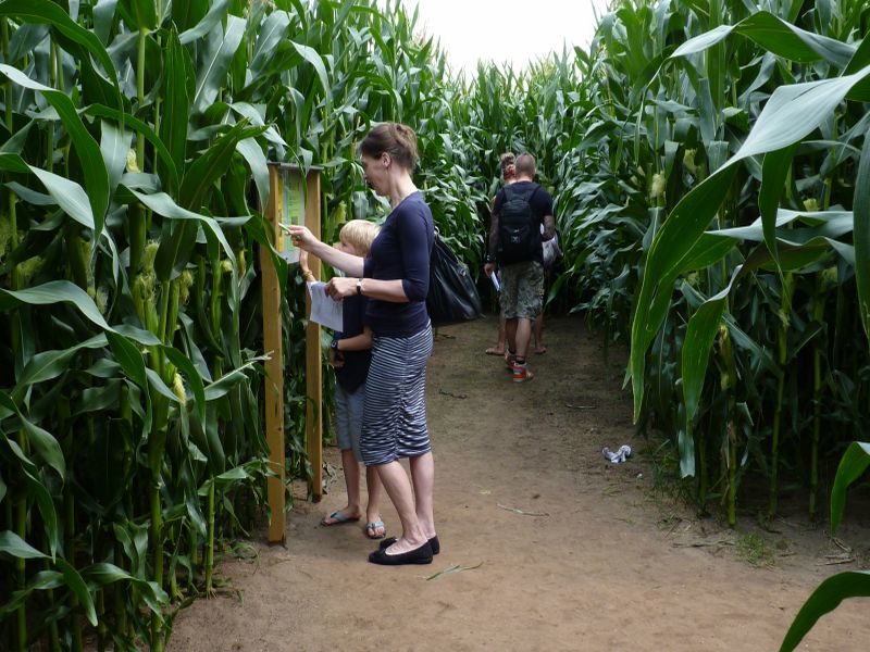 Cornfield maze