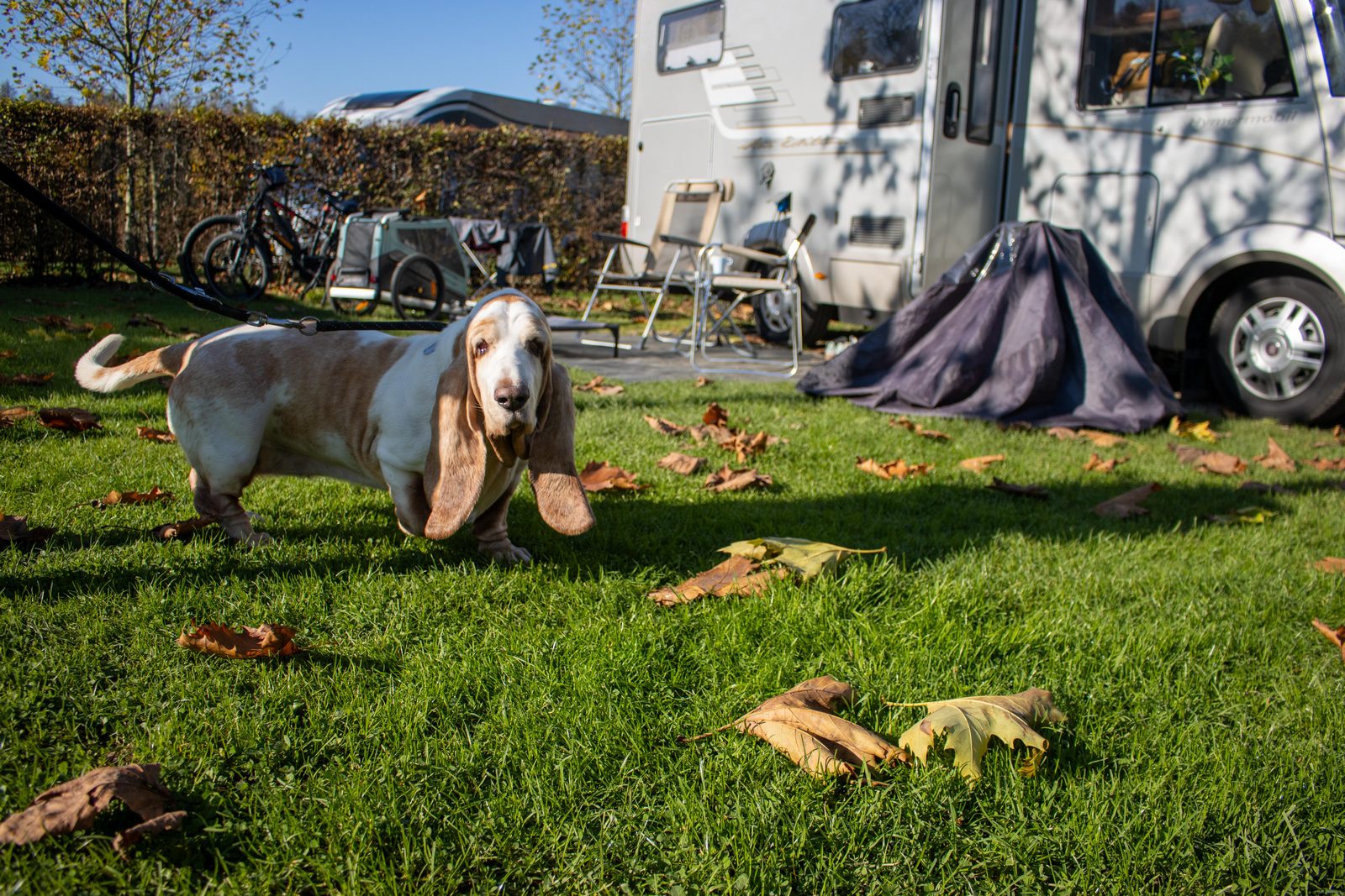 Hunde