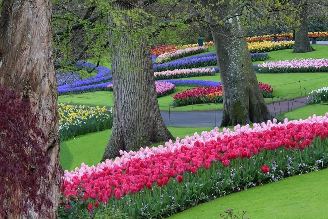 Keukenhof