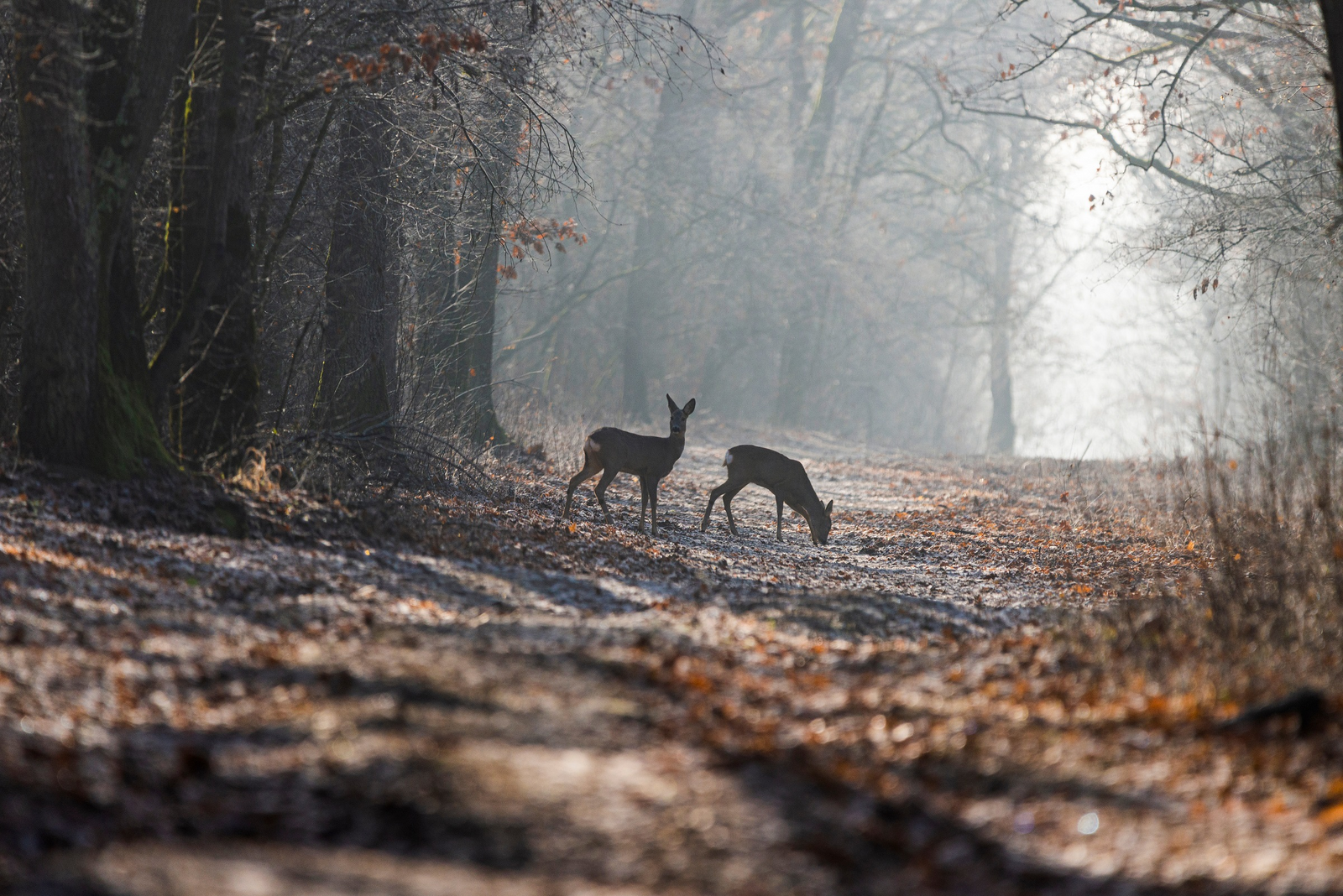 Explore the nature in the area