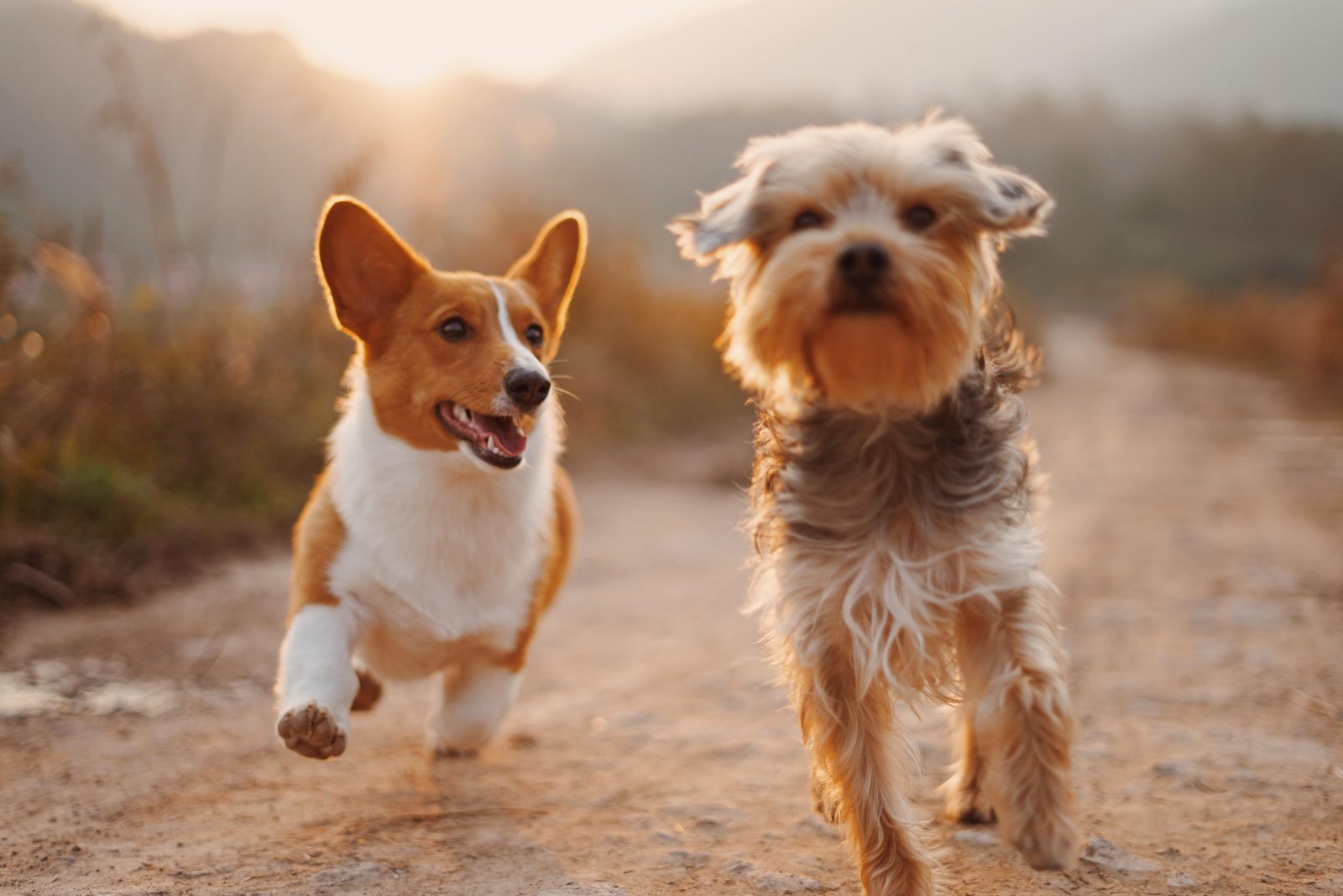 Beady stuff: 10 hundefreundliche Aktivitäten an der belgischen Küste