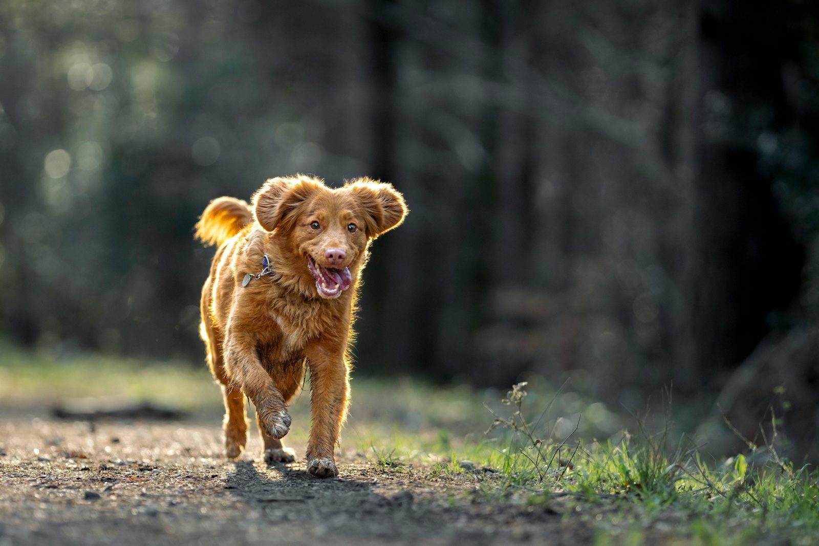 Verhaltensregeln für Hunde